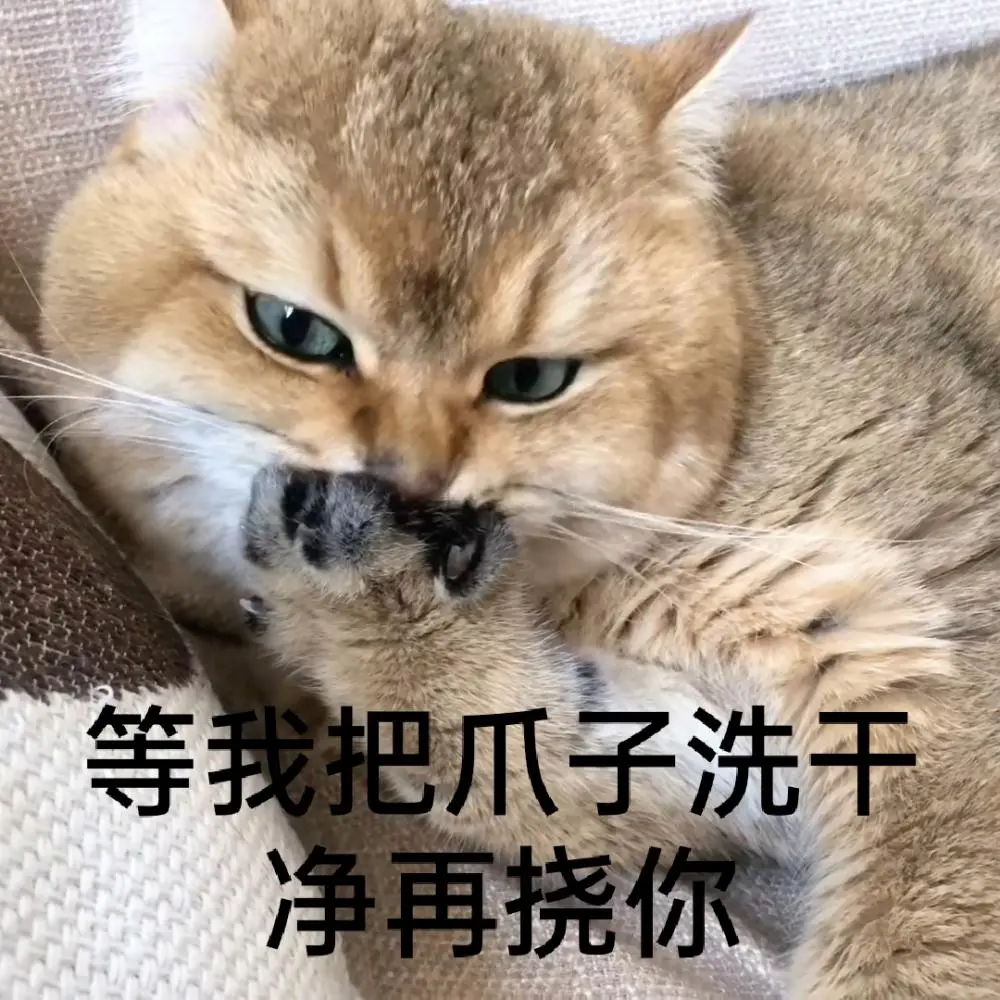 小猫咪表情包第二弹~