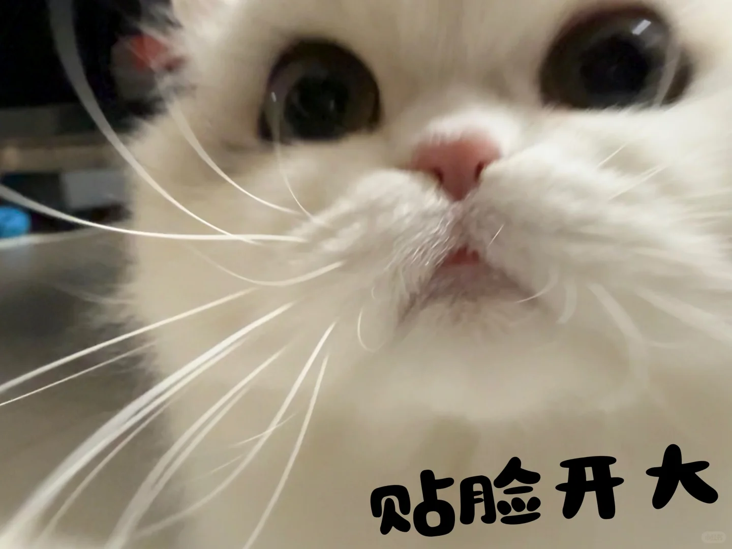 感谢大脸娃娃贡献的新表情包～?