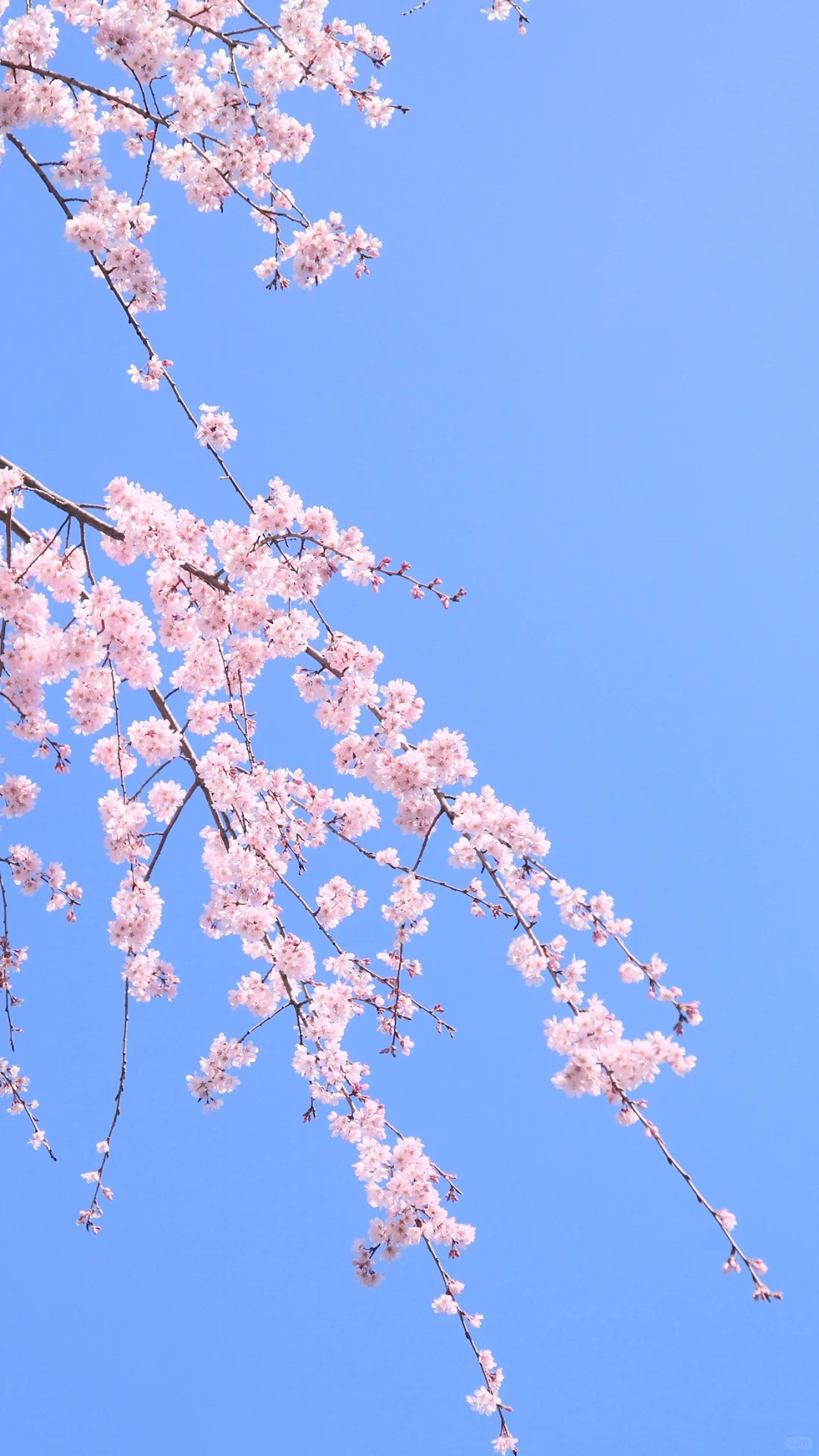 粉色樱花季?春日樱花壁纸 | 背景分享