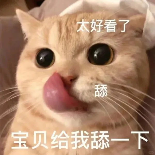 发给爱人的小猫表情包