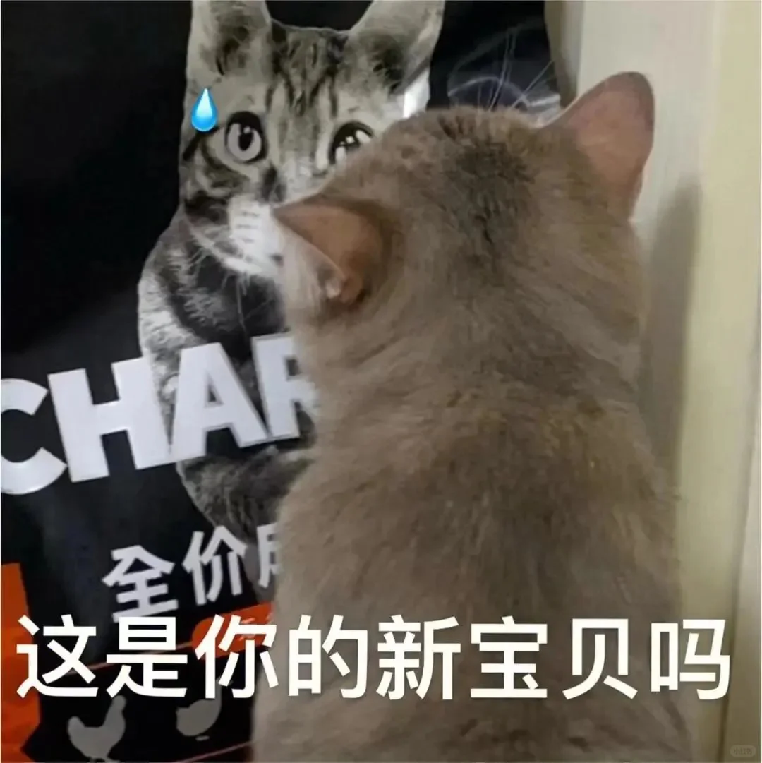 发给爱人的小猫表情包