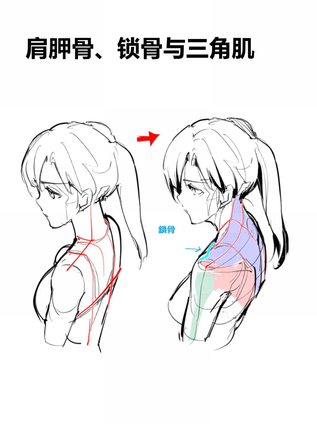 ?人体动态:肩部违和感的修正