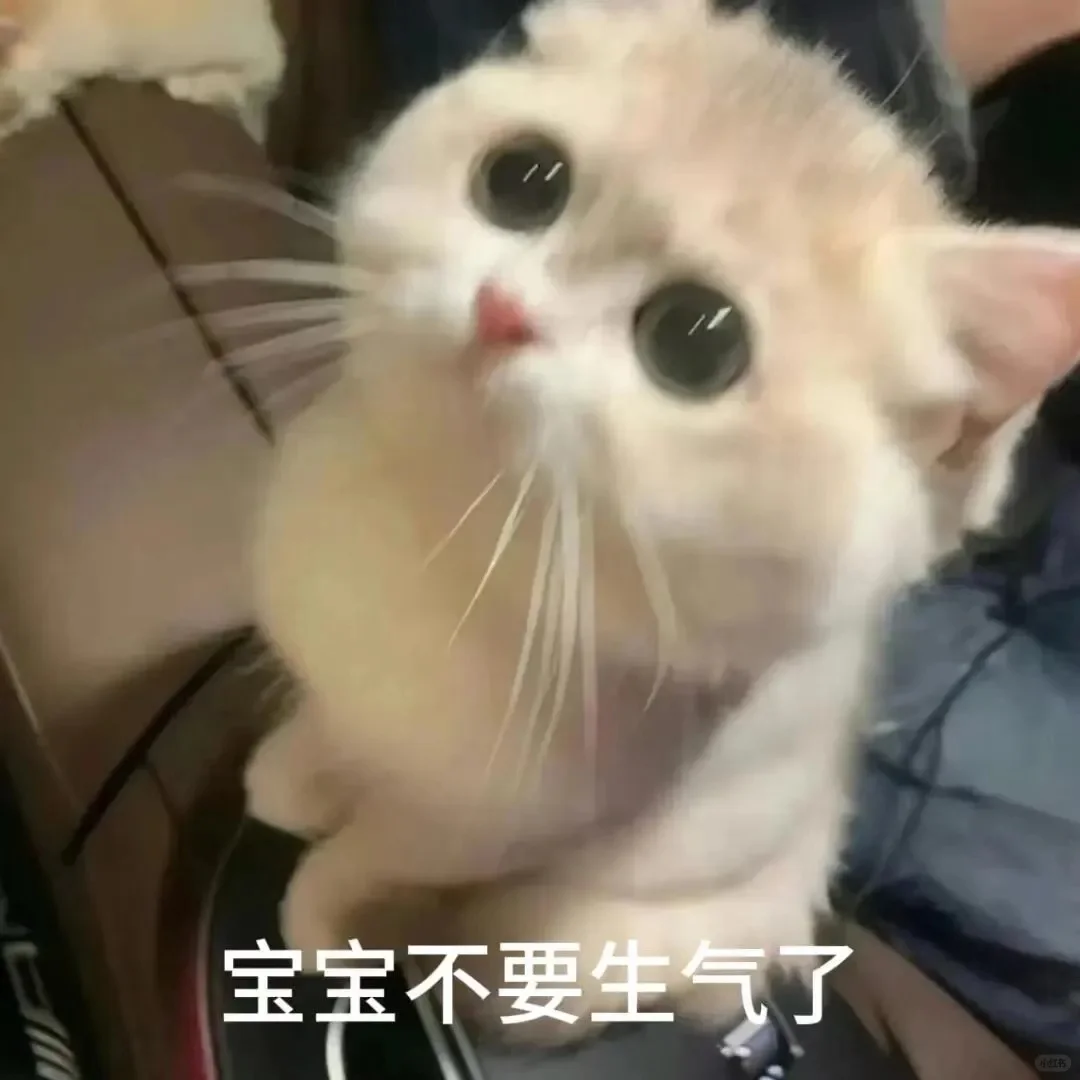 发给爱人的小猫表情包