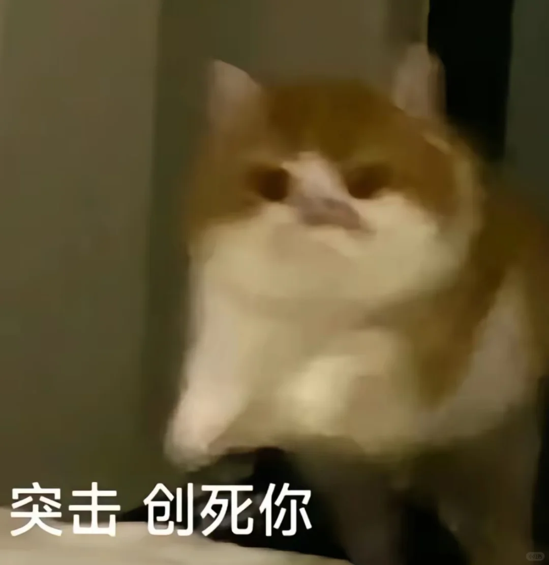 猫猫表情包分享