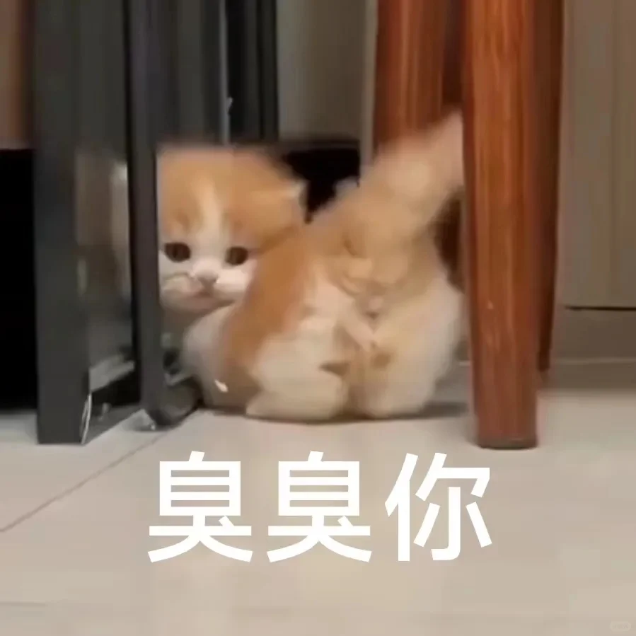 发给爱人的小猫表情包