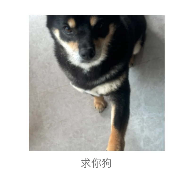 著名柴犬私房照流出