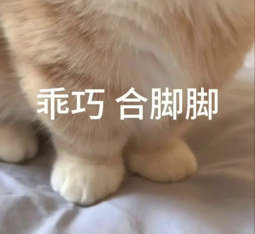 发给爱人的小猫表情包