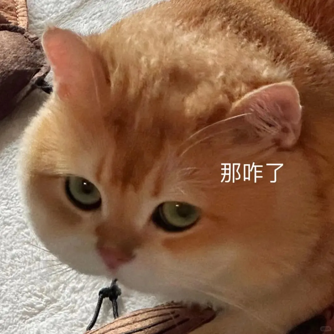 超级可爱的猫猫表情包