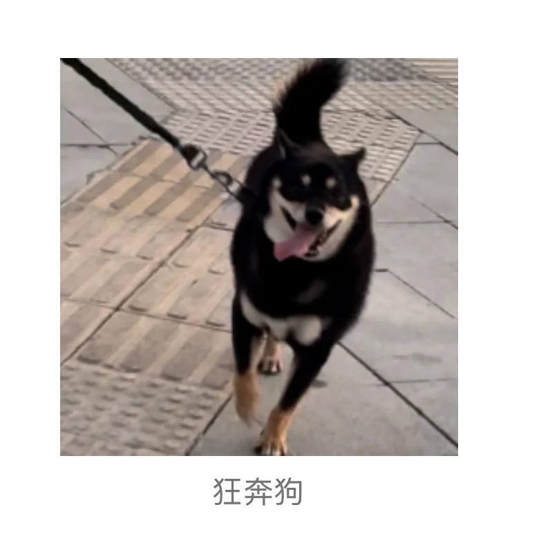 著名柴犬私房照流出