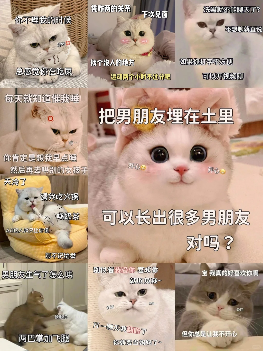 可爱猫咪发给对象表情包