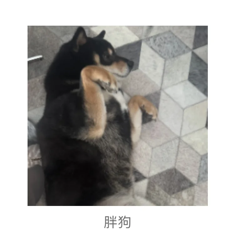 著名柴犬私房照流出