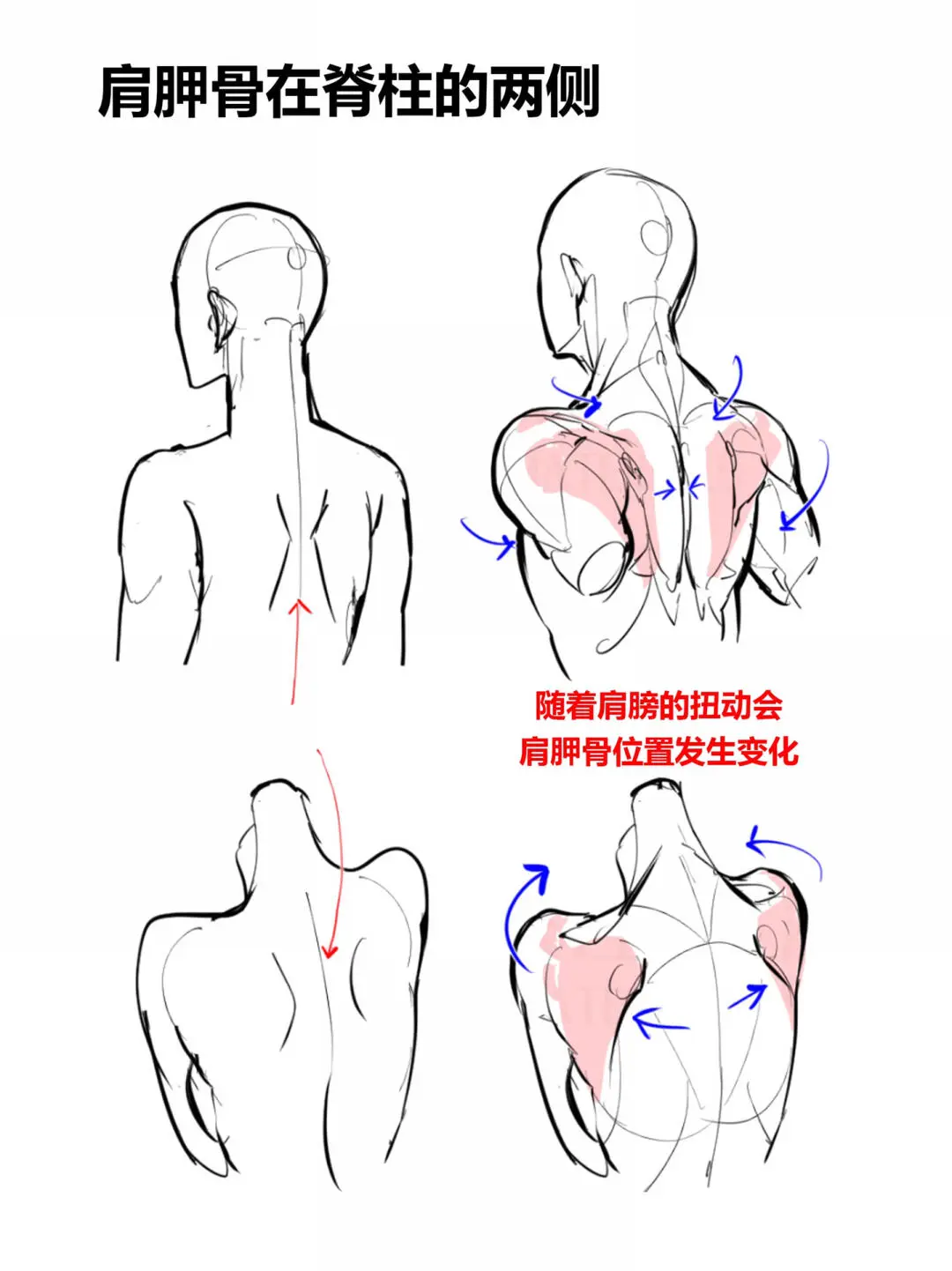 人体动态:肩部违和感的修正