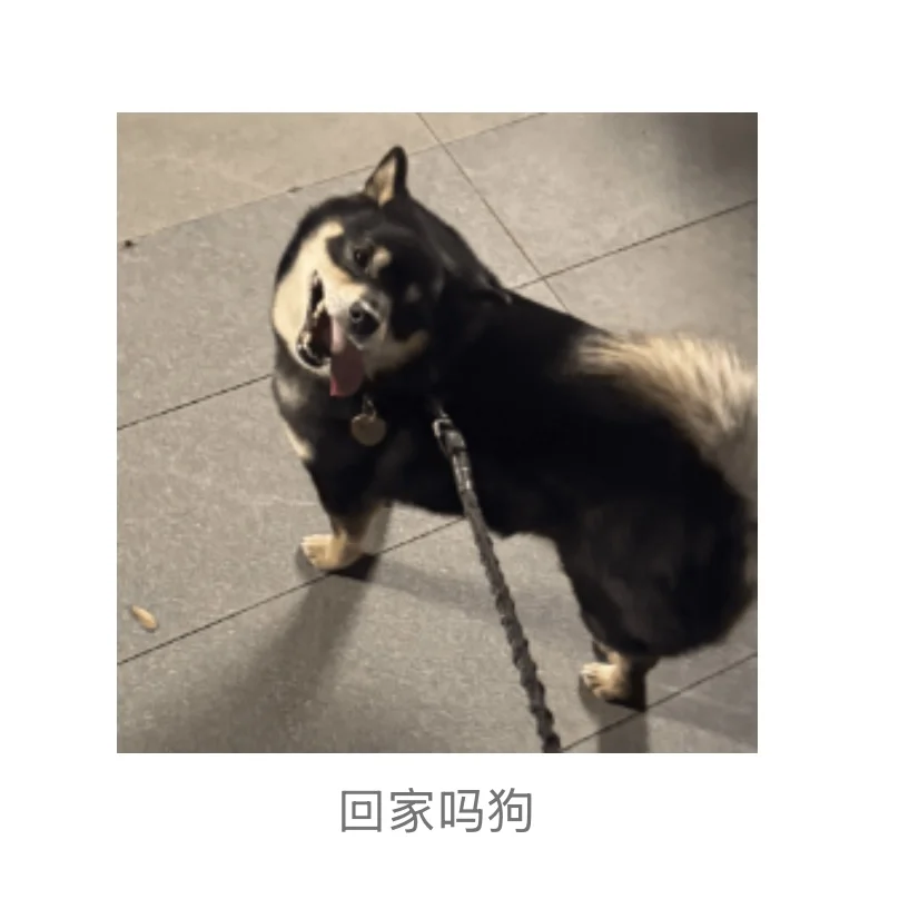 著名柴犬私房照流出