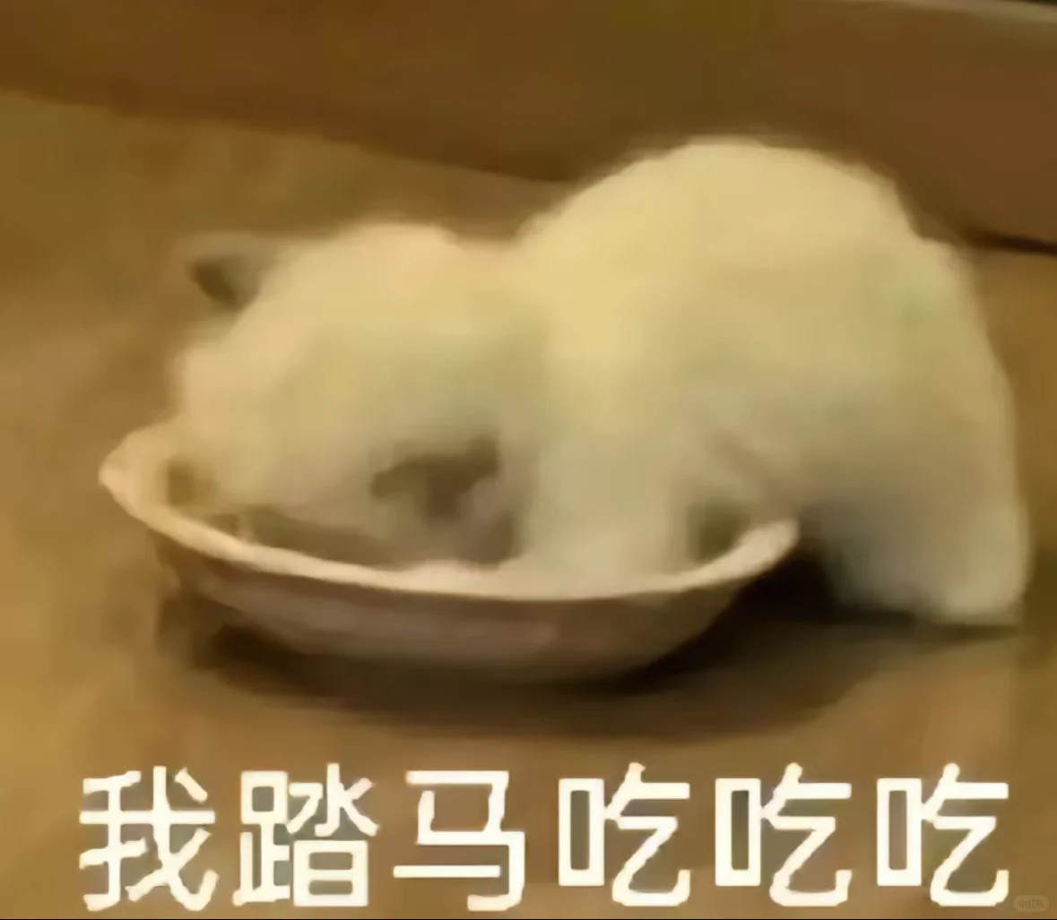 猫猫表情包分享