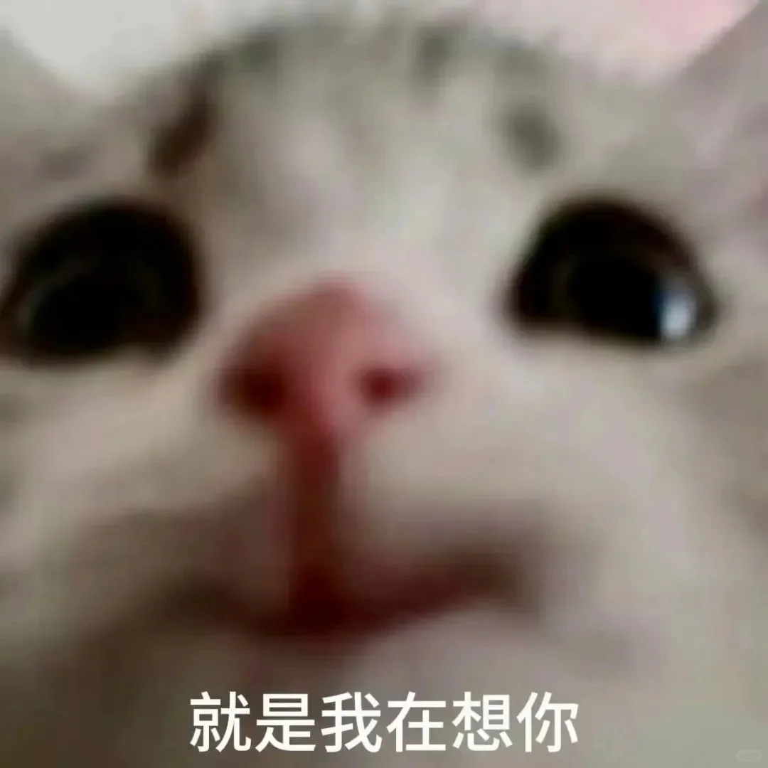 发给爱人的小猫表情包