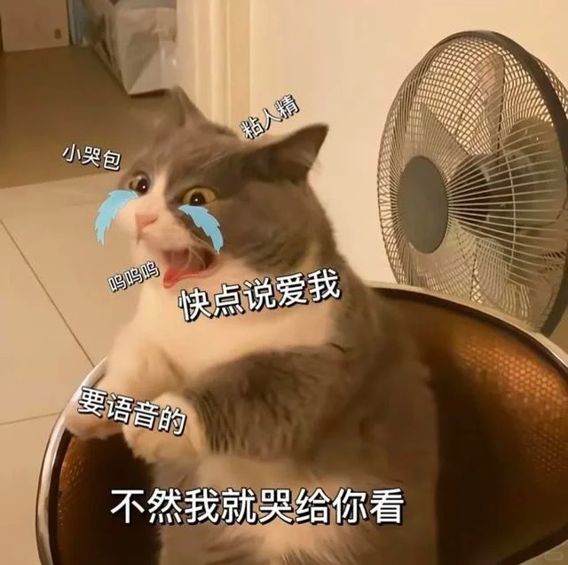 可爱猫咪发给对象表情包