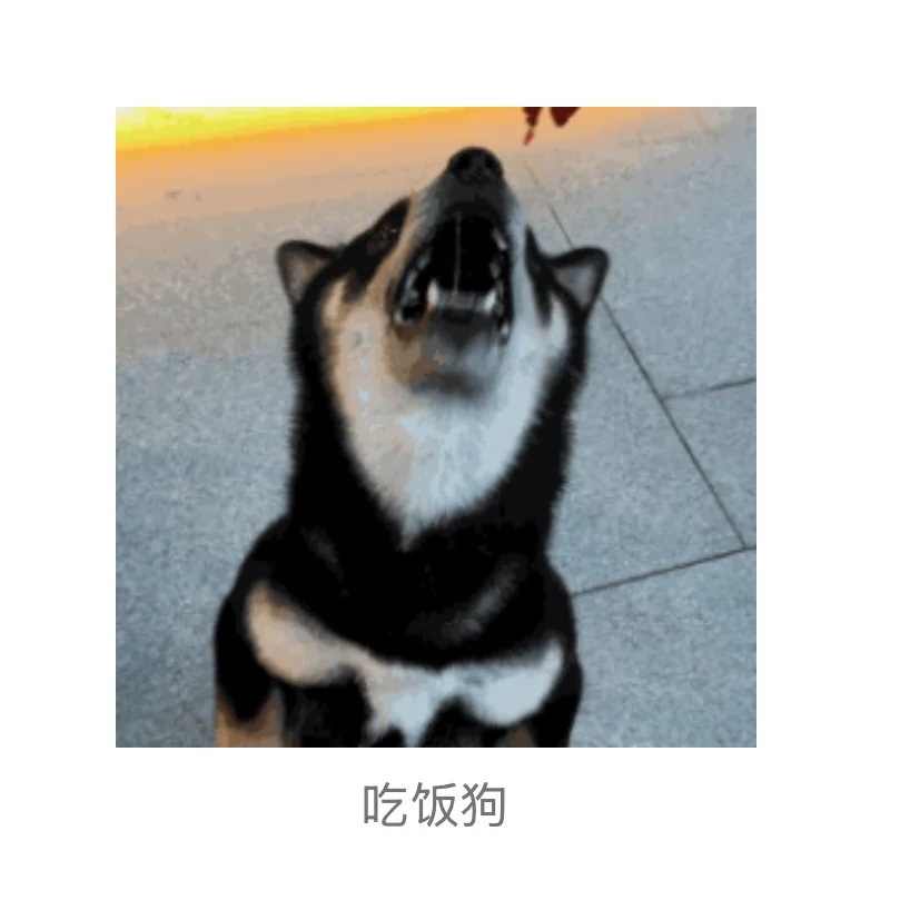 著名柴犬私房照流出