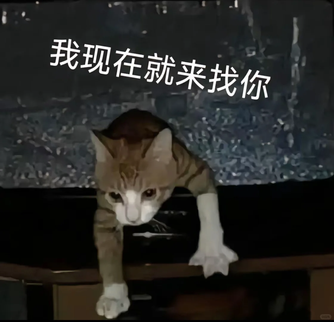 猫猫表情包分享