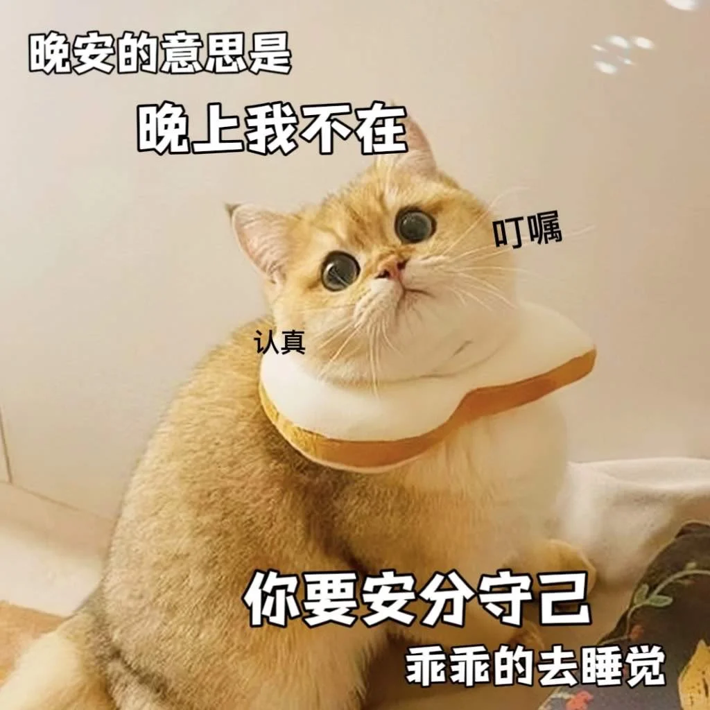 可爱猫咪发给对象表情包