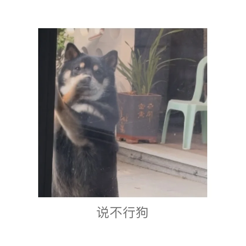 著名柴犬私房照流出