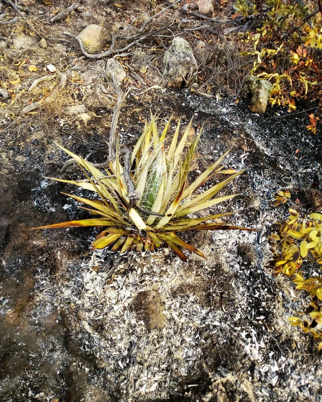 原产地龙舌兰泷之白丝