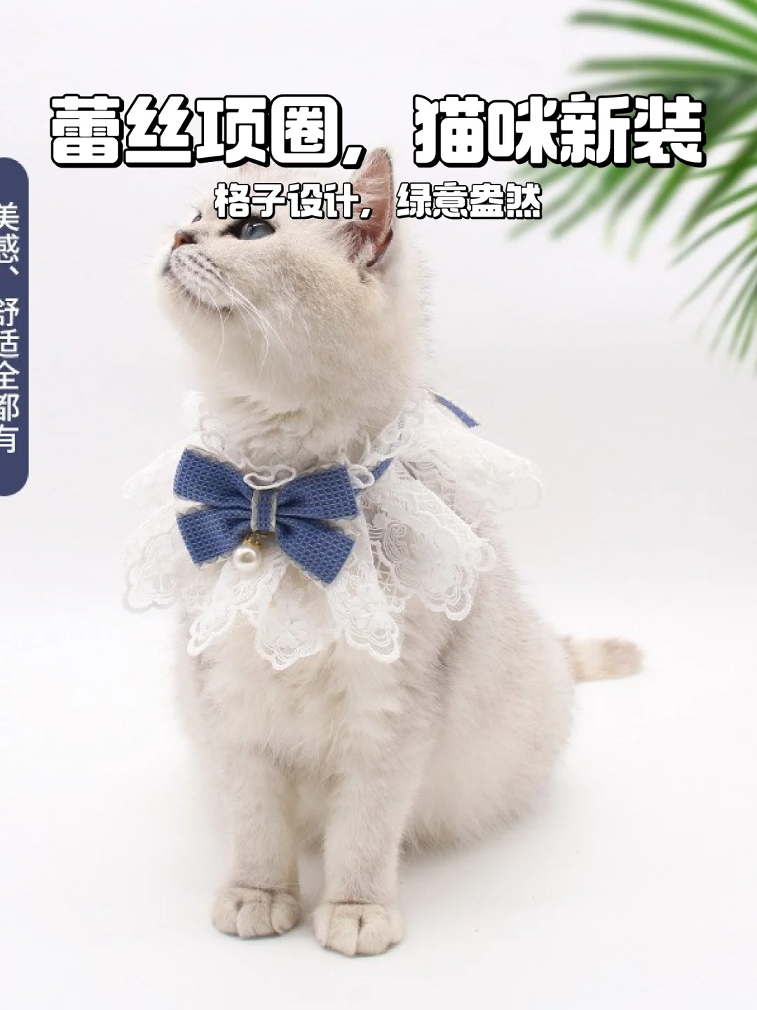 猫咪春季必备?蕾丝项圈