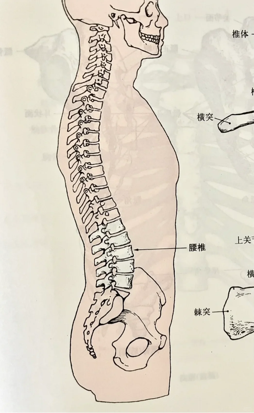 你可以凹成S但不能练成S