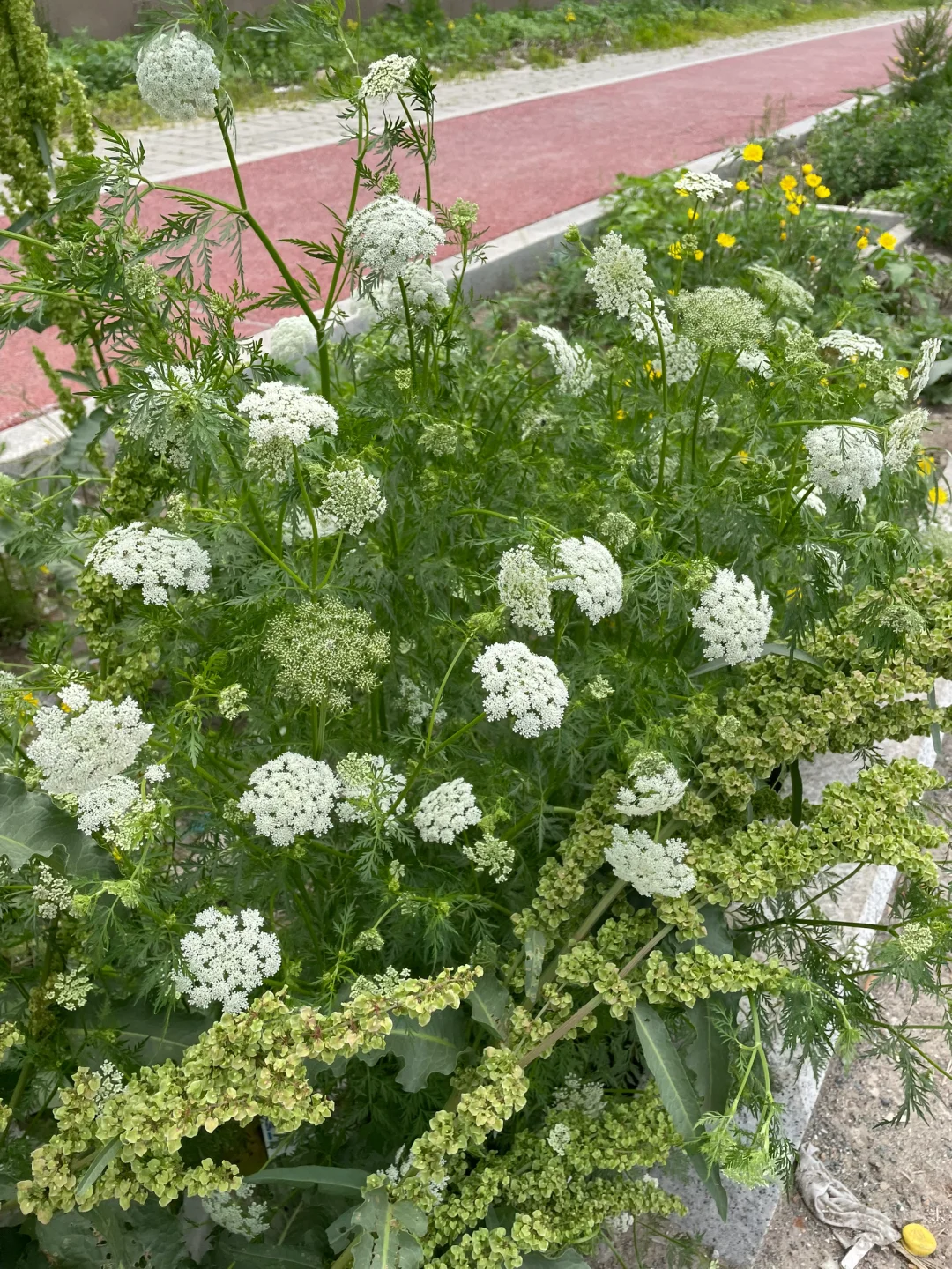 花钱买野草我哭