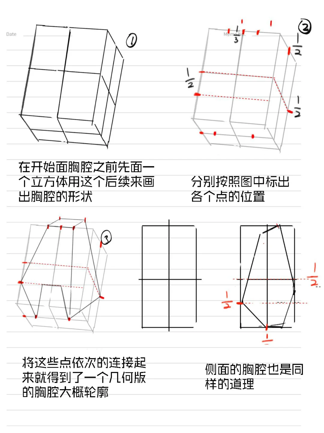 新手必看~人体躯干之胸腔绘画教程