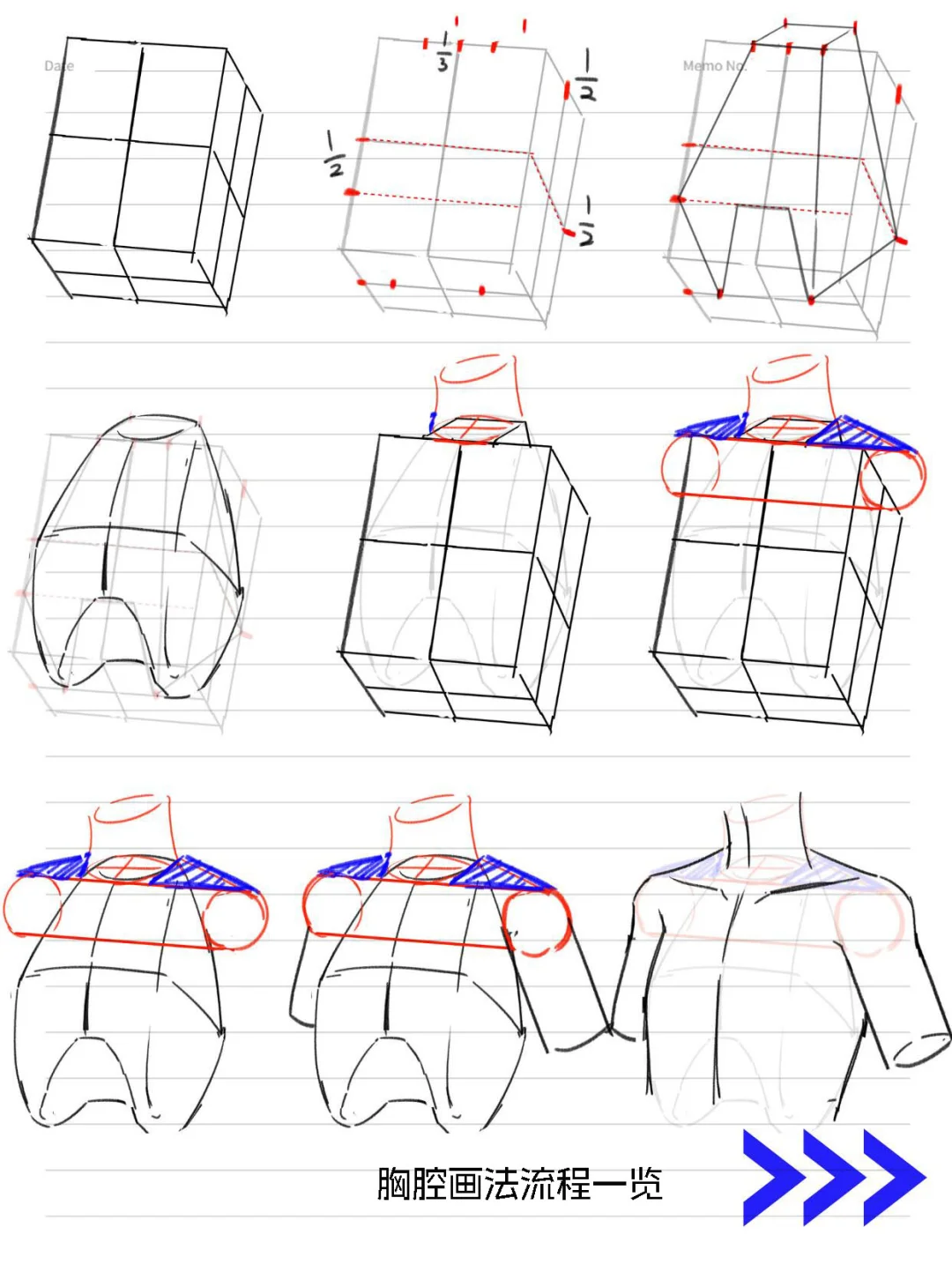 新手必看~人体躯干之胸腔绘画教程