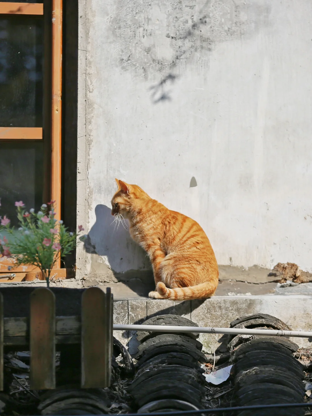 今日晴｜适宜上屋顶晒美腿🐱