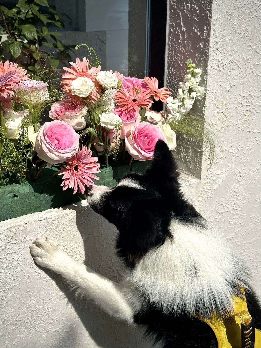 今日被鲜花包围 我的小狗也爱