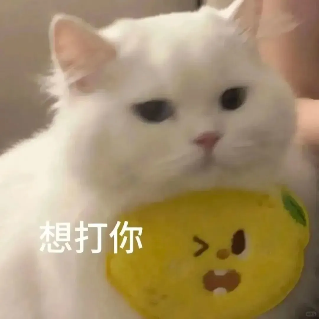 聊天专用猫猫表情包来喽～