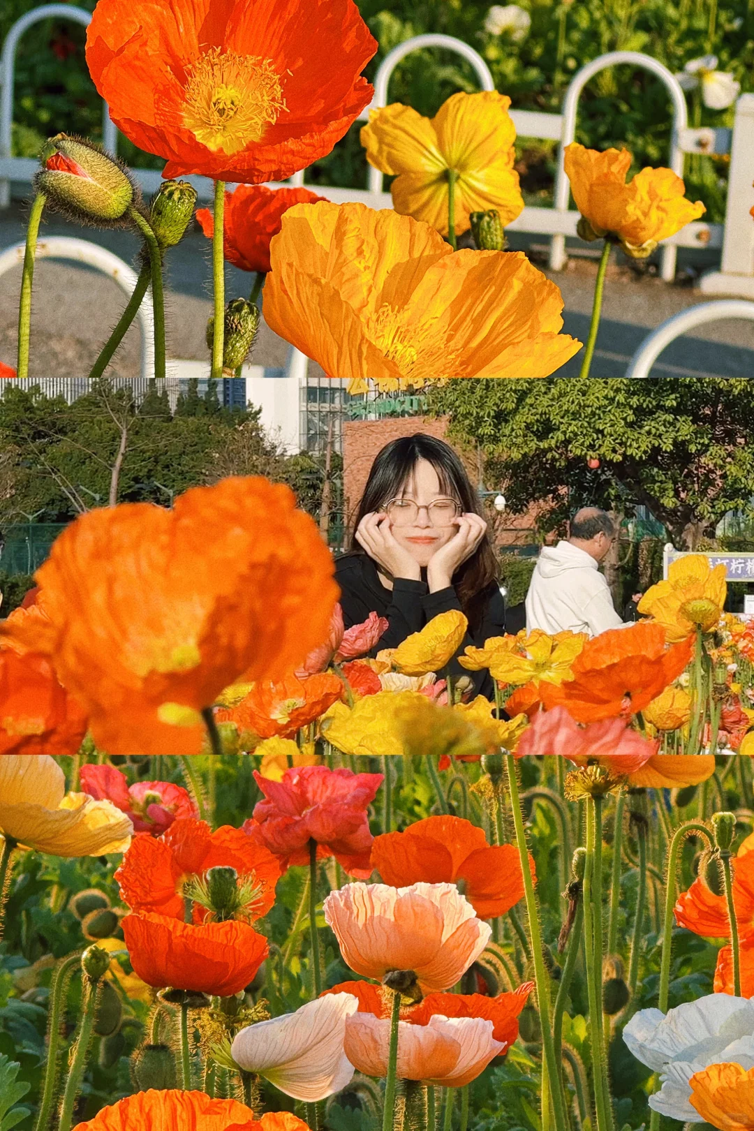 广州周末好去处｜虞美人开花了