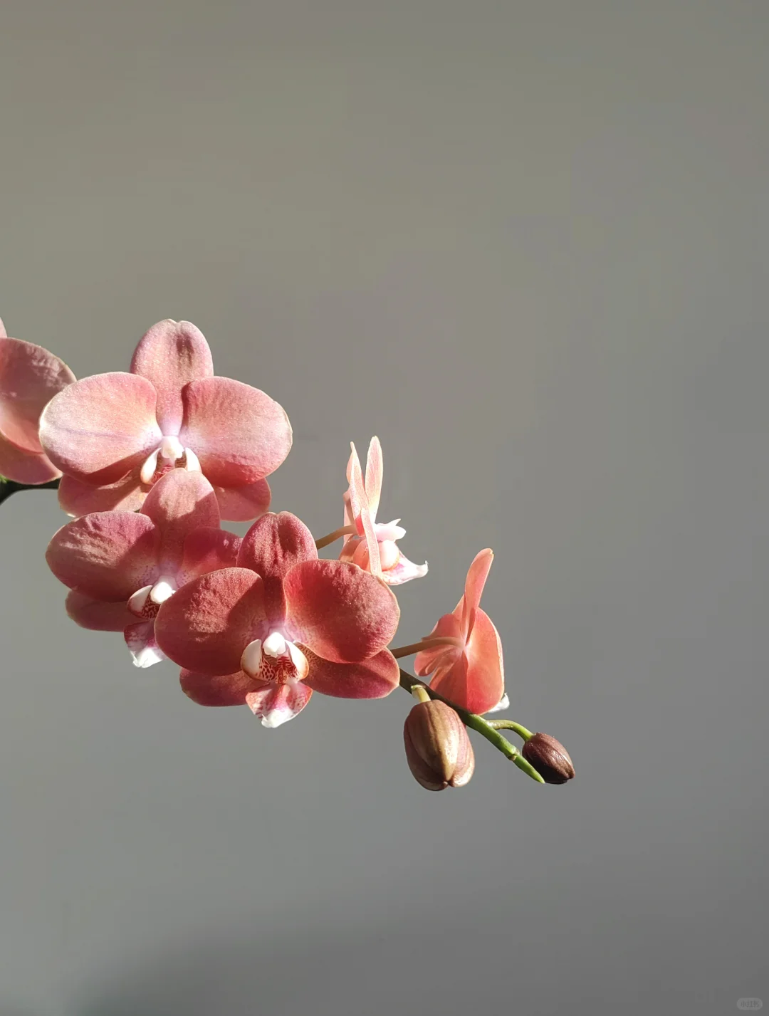 花花盛开的蝴蝶兰！??