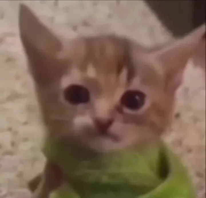 聊天专用猫猫表情包来喽～