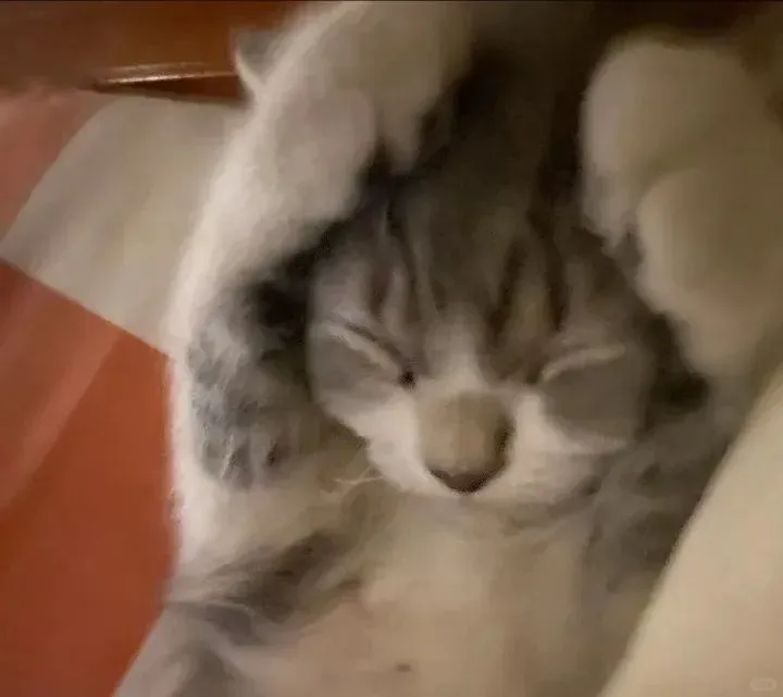 聊天专用猫猫表情包来喽～