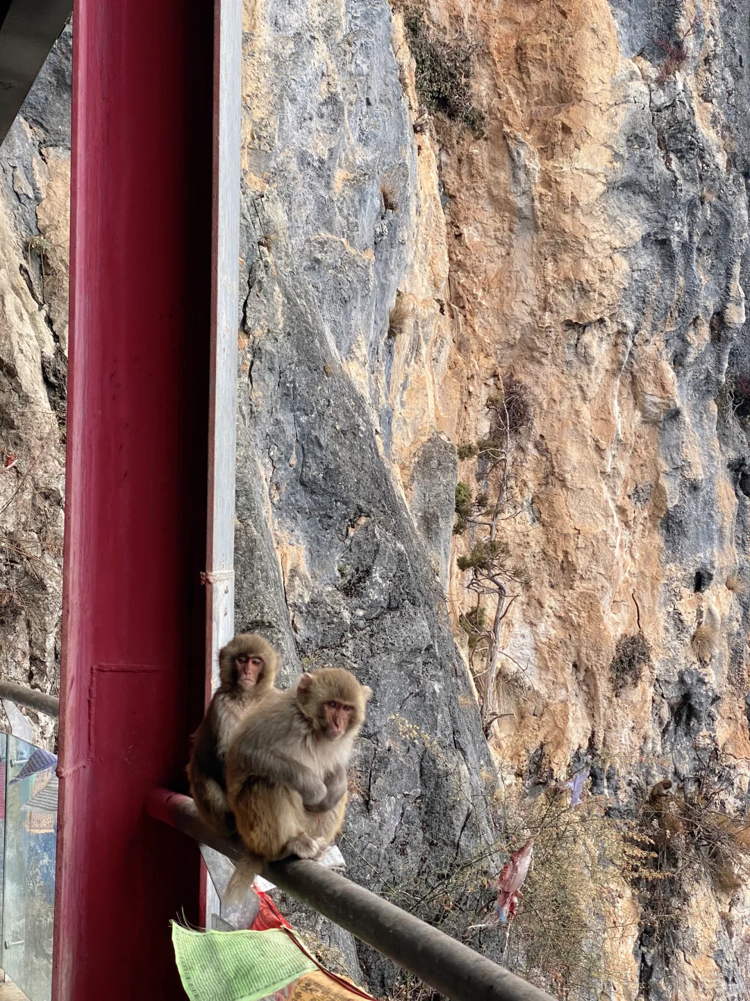 女神山的🐒们