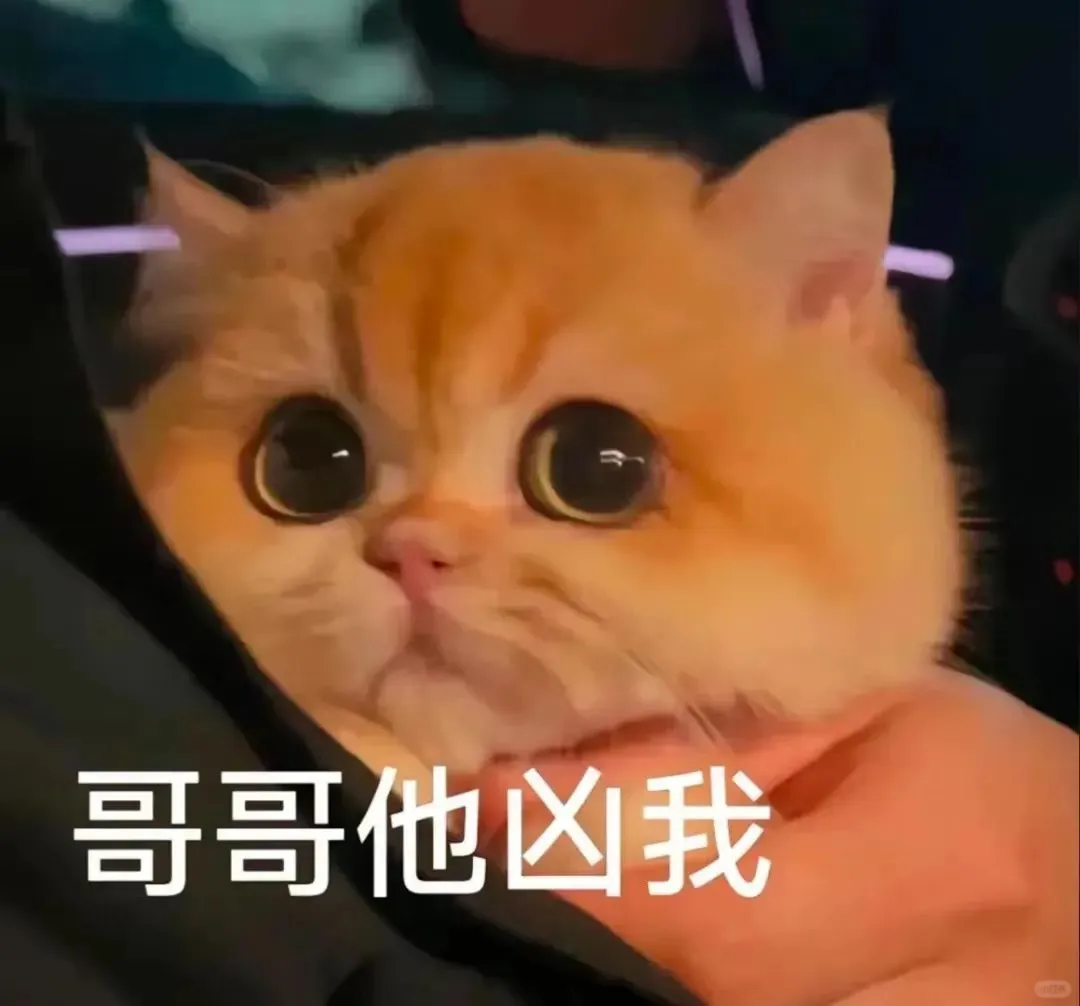 聊天专用猫猫表情包来喽～