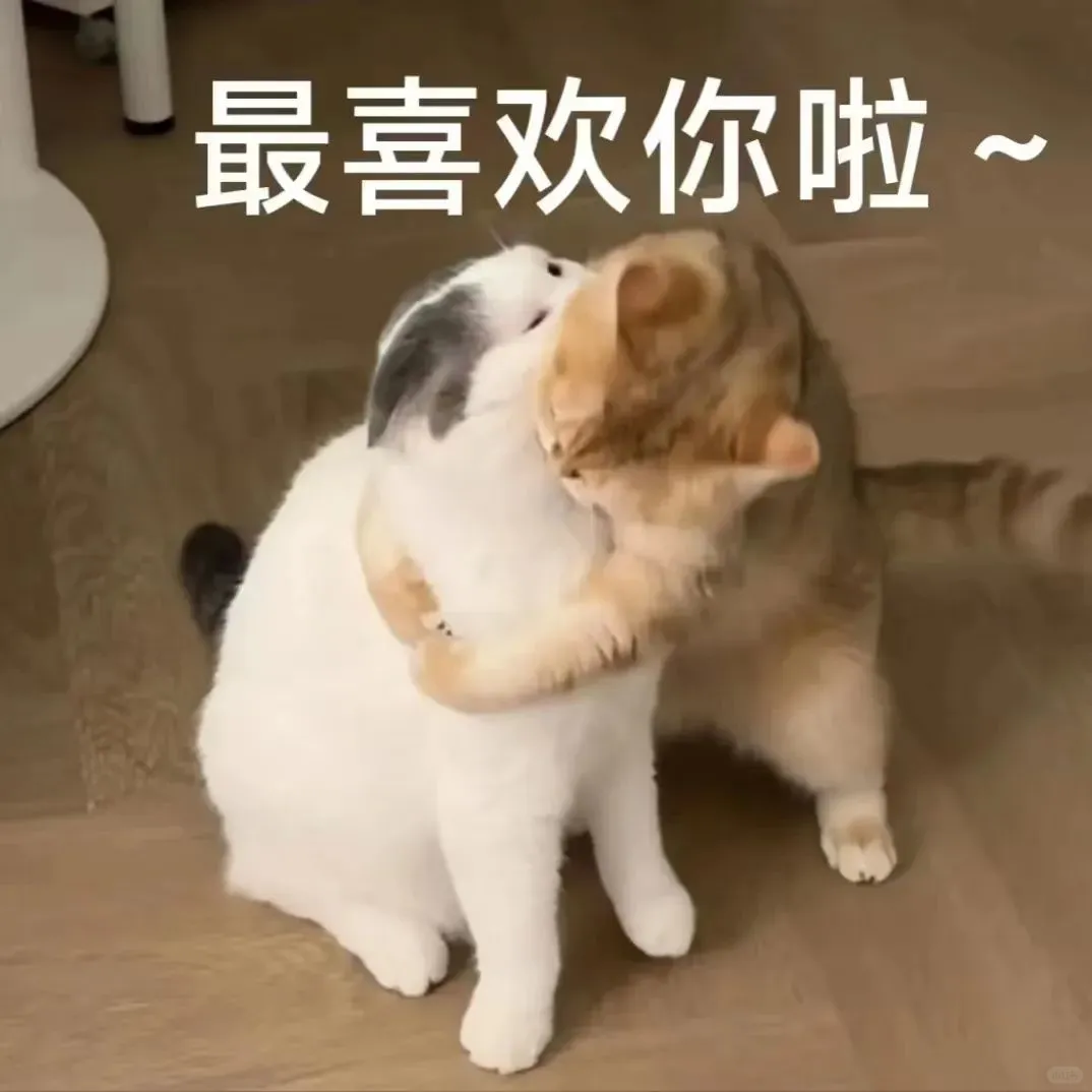 聊天专用猫猫表情包来喽～