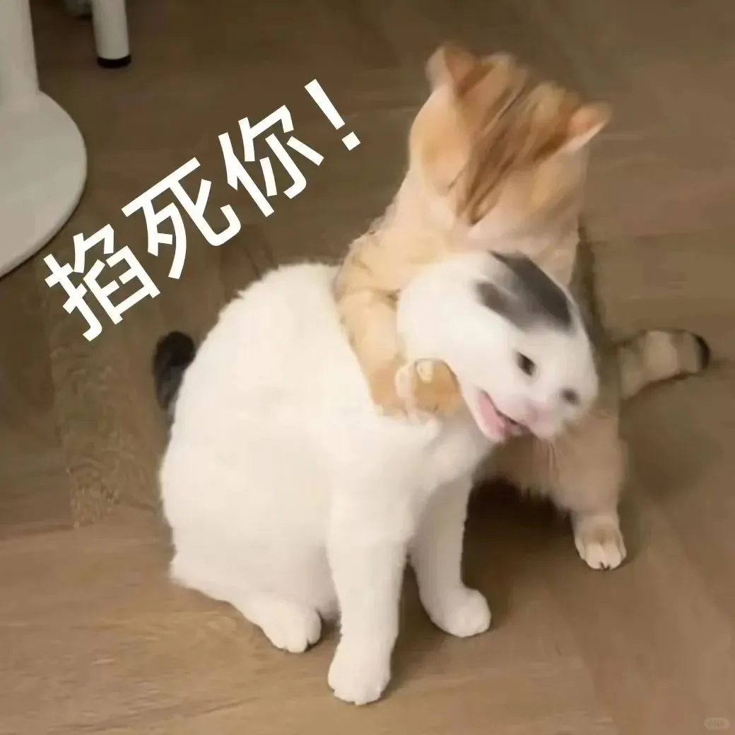 聊天专用猫猫表情包来喽～