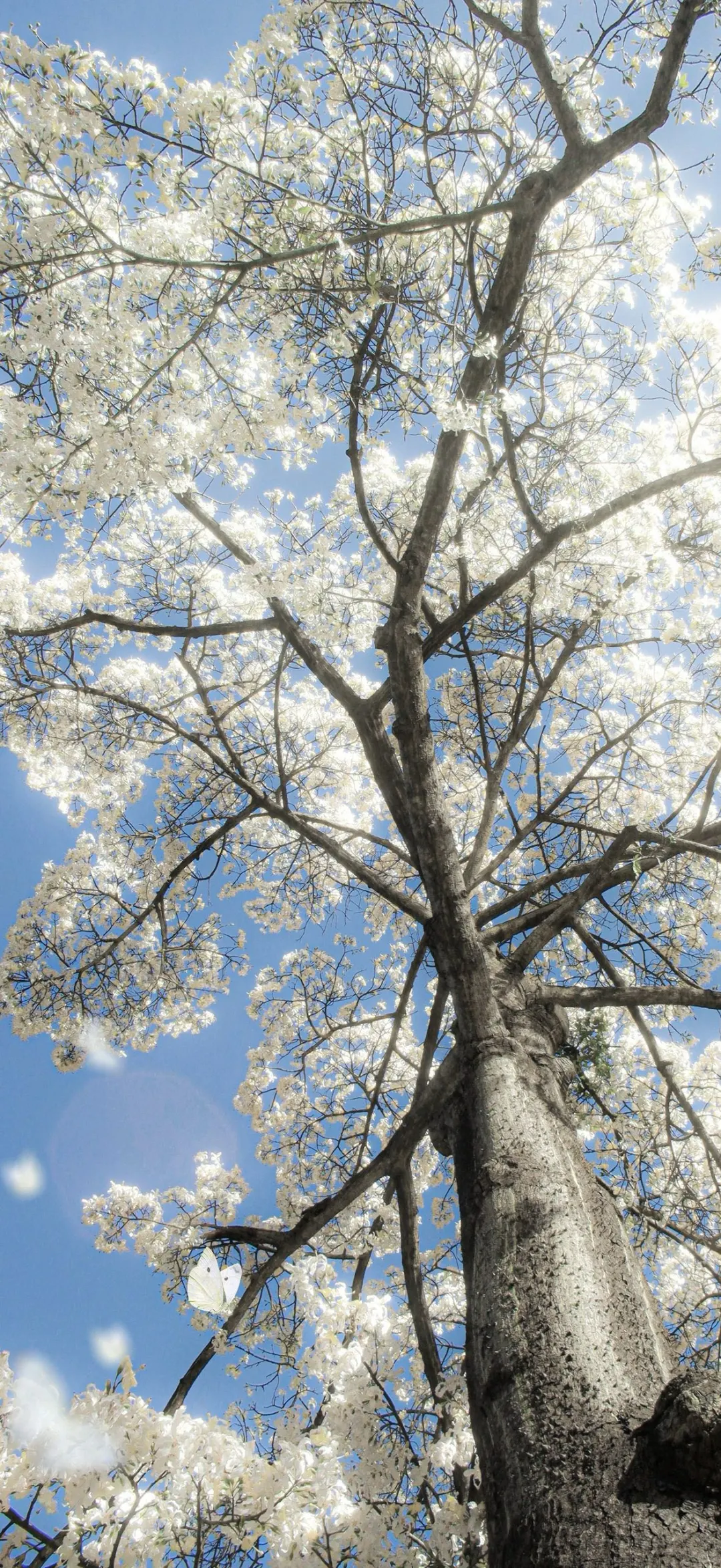 flower高清壁纸