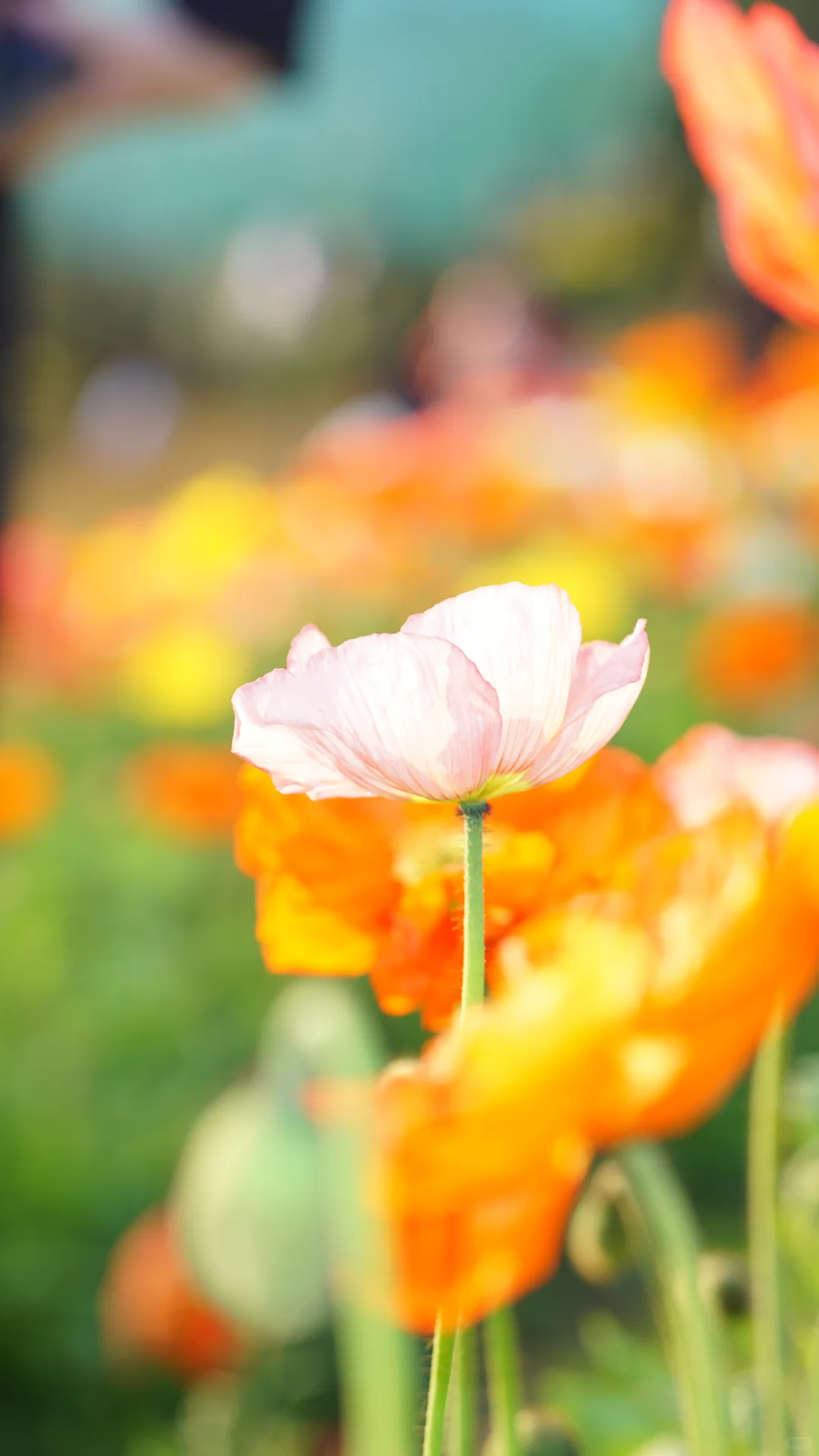 🌼虞美人｜与美人 农大沙滩不仅有🌷