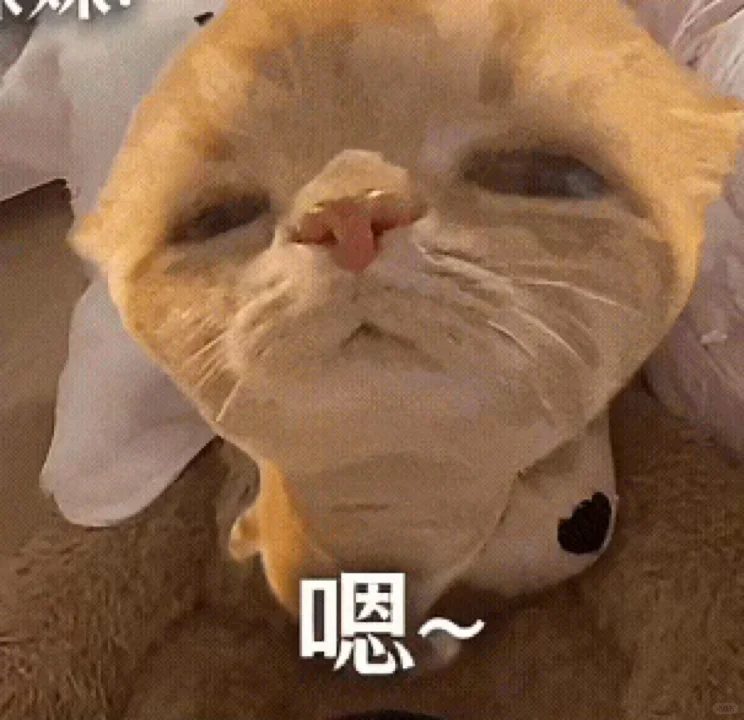 热门猫meme表情包动图版