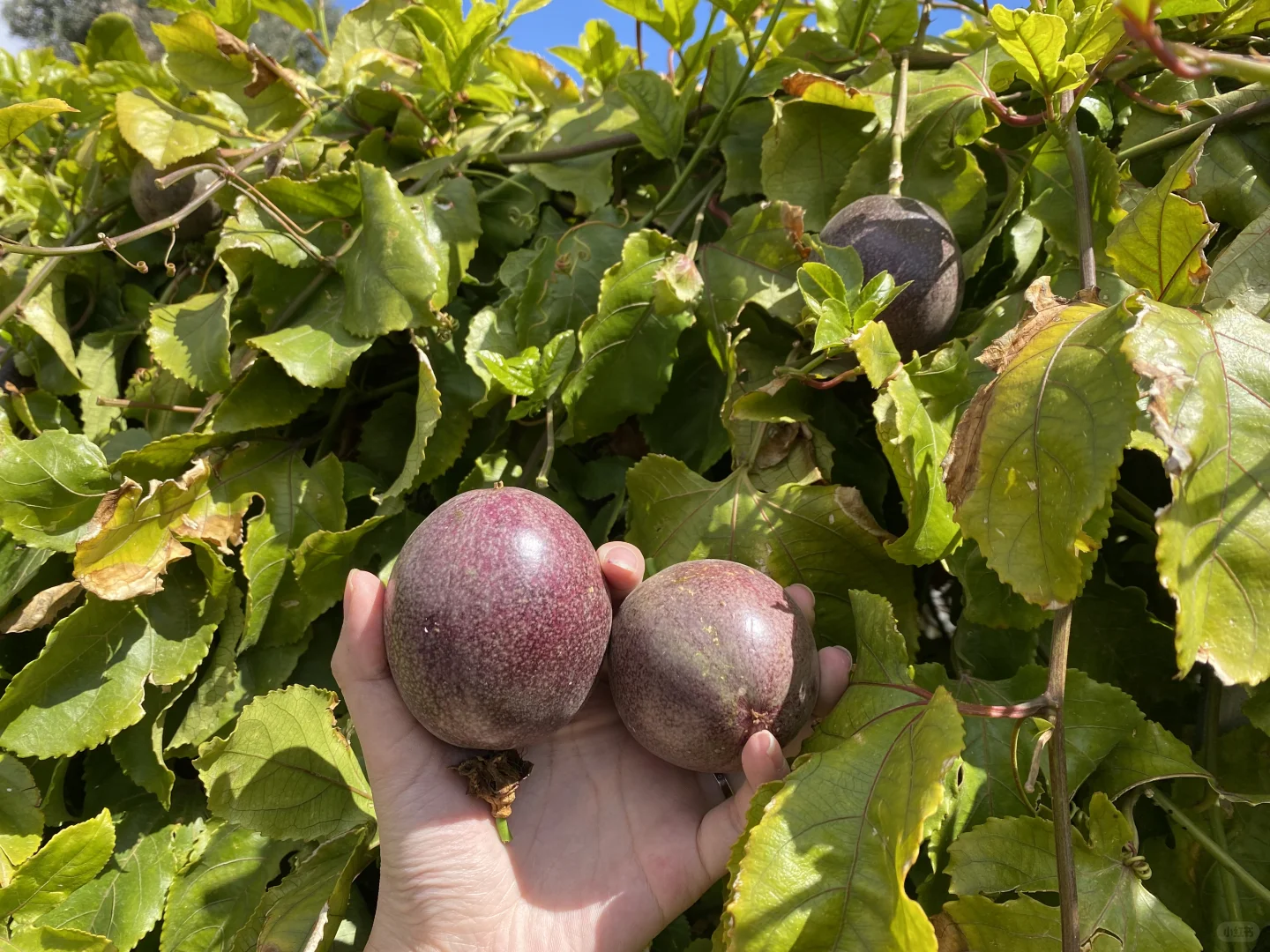 00后在西班牙种菜供自己读完大学