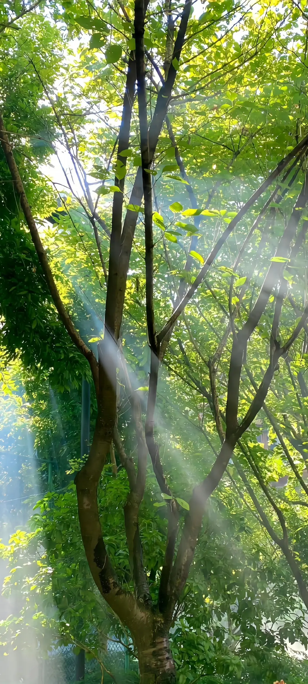 壁纸分享?来点春天的气息～