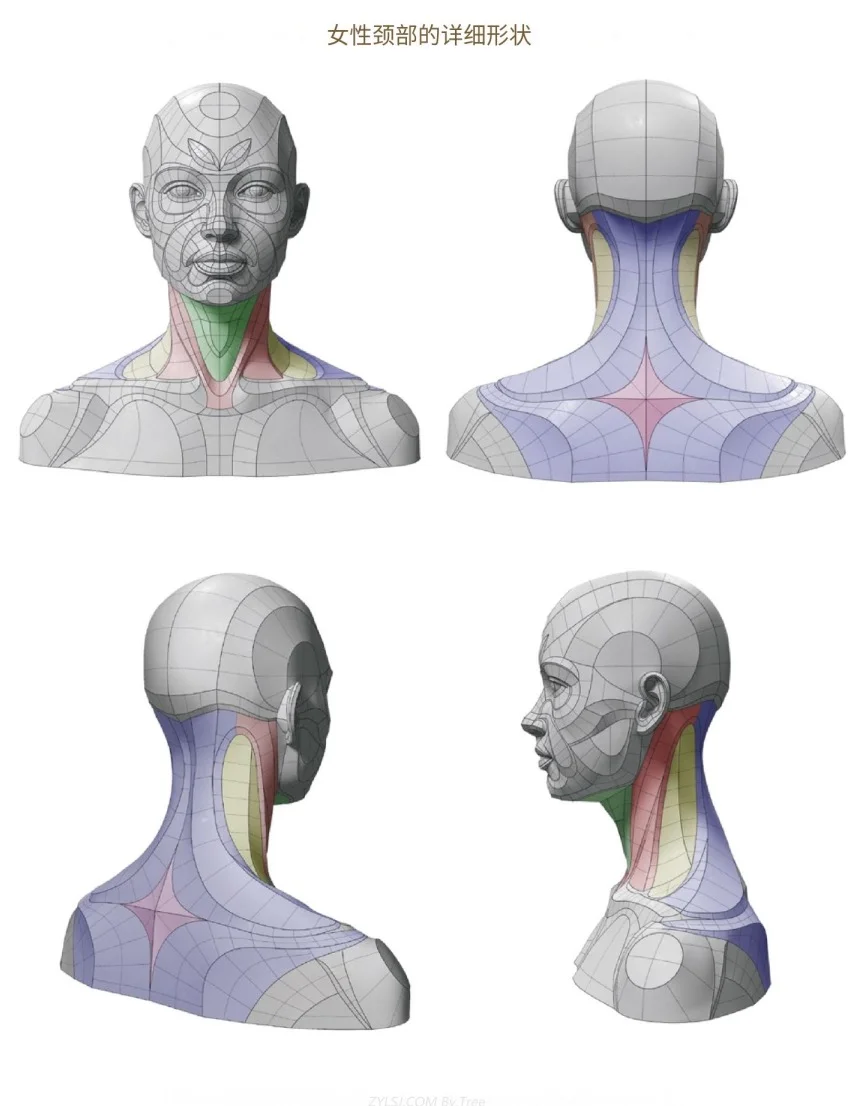 女性颈部结构分析