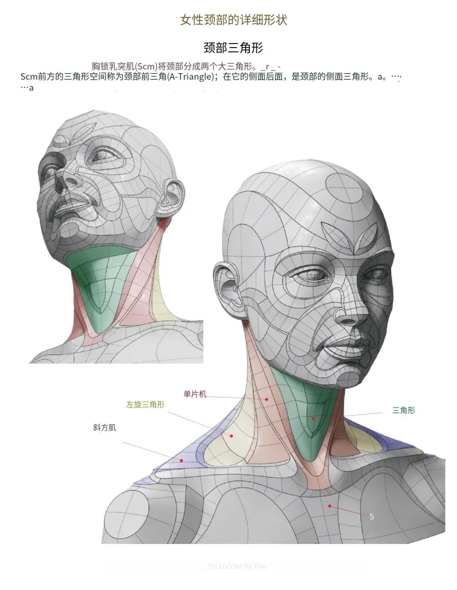 女性颈部结构分析