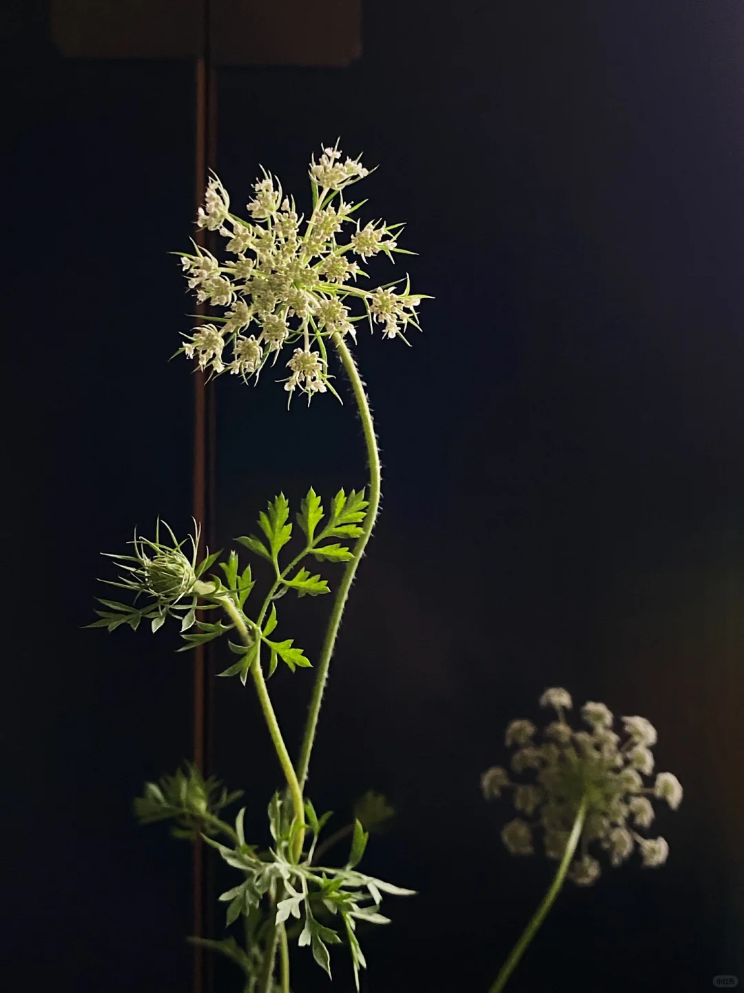 母亲节｜为她插一瓶蕾丝花??～