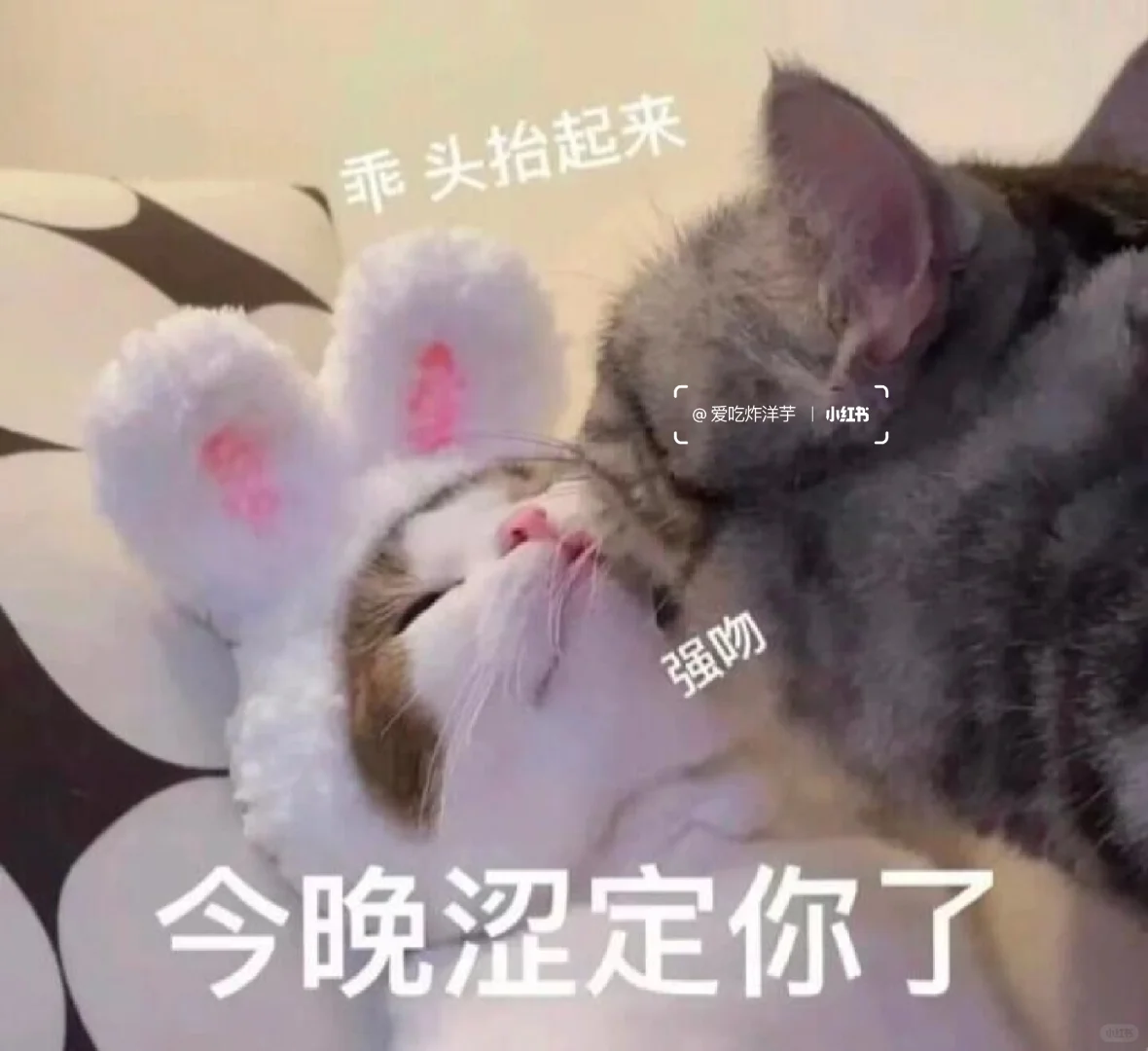 撩男朋友的猫咪表情包